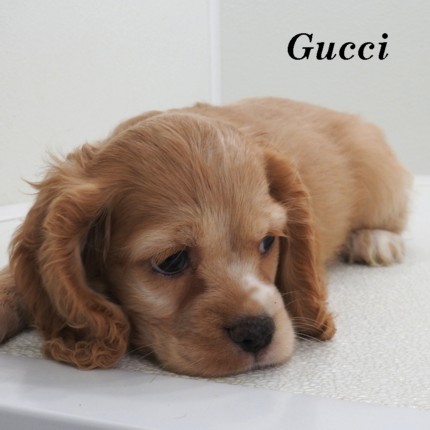puppy, for, sale, Cocker Spaniel, Joe & Cherri  Overlease, dog, breeder, Miller, MO, dog-breeder, puppy-for-sale, forsale, nearby, find, puppyfind, locator, puppylocator, aca